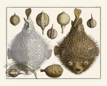 Seba B2 023 Blowfish